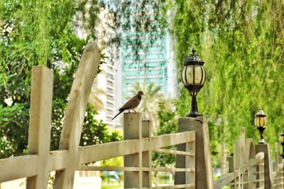 Birds perching on wooden post in a tropical city park