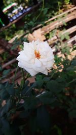 Close-up of white flowering plant