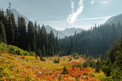 High mountain altitude trees off trail with alpine lake below in north cascades national park