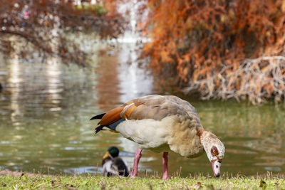 Duck drinking water