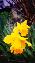 Close-up of yellow flower