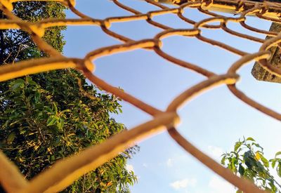 Low angle view of trees against sky