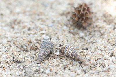 Close-up of shell on sand