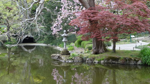 Scenic view of trees by plants