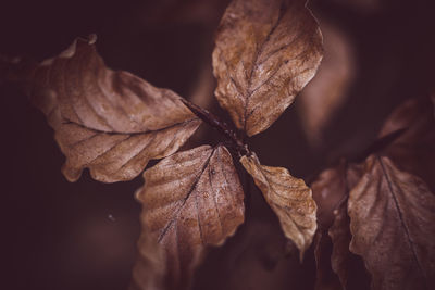 leaf