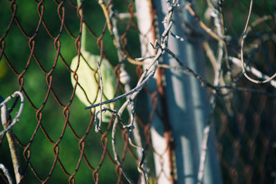 Close-up of chainlink fence