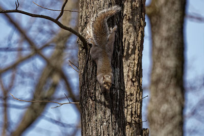 Close-up of tree trunk