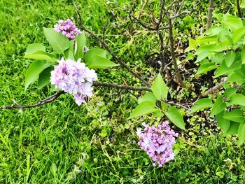 High angle view of pink flowering plant