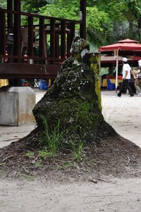 View of christmas tree