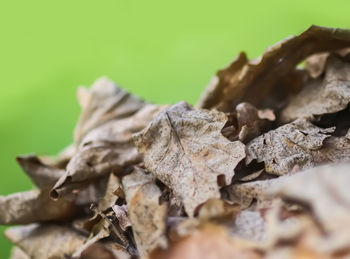 leaf