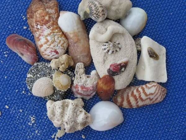 Treasures from the sea