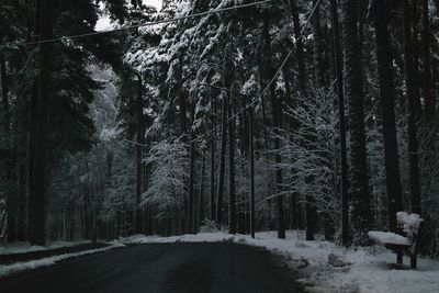 Road passing through forest