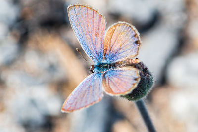 Close-up of butterfly pollinating on flower