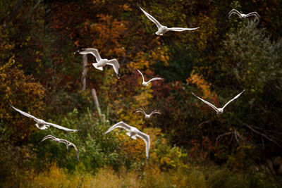 Seagulls flying over field