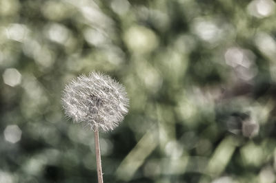 Close-up of flower against blurred background