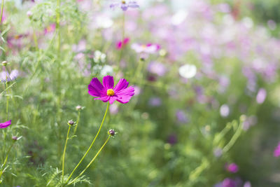 Close-up of pink cosmos flower