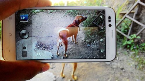 Hand photographing a dog