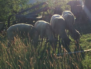 Sheep grazing on grass