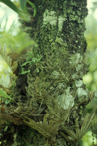 Close-up of tree trunk on field