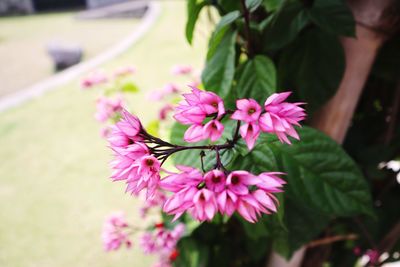 Close-up of pink flowering plant