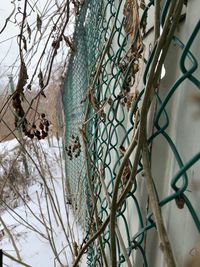 Low angle view of barbed wire fence on tree