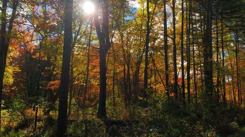 Trees in forest