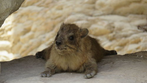 High angle view of hyrax lying down on rock