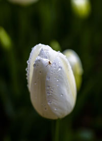 Close-up of white flowers