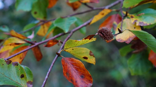 Close-up of orange leaves on tree