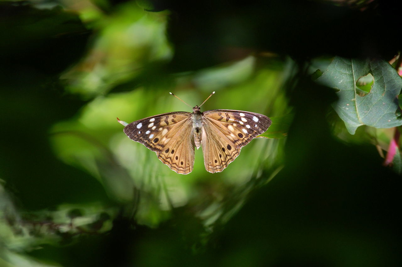 insect, animals in the wild, animal themes, one animal, wildlife, butterfly - insect, butterfly, animal markings, focus on foreground, close-up, animal wing, natural pattern, leaf, nature, plant, beauty in nature, fragility, outdoors, animal antenna, selective focus