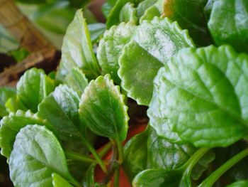 Full frame shot of green leaves