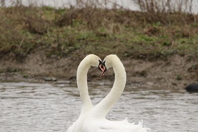 Swans courting in lake
