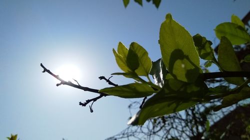 Low angle view of tree against clear sky