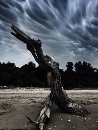 Driftwood on tree trunk by field against sky