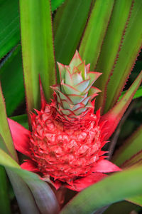 Close-up of pineapple