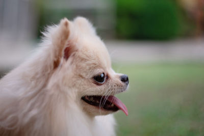 Close-up of a small light brown fluffy pomeranian dog looking away with smile