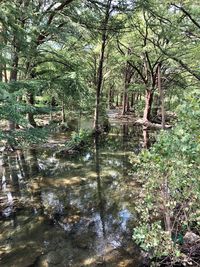 Trees by lake in forest