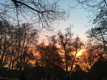 Silhouette trees against sky during sunset