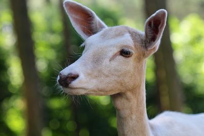 Close-up of deer