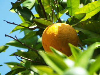 Close-up of fruit growing on tree