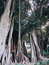 Trees in park