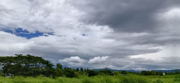 Scenic view of trees on field against sky