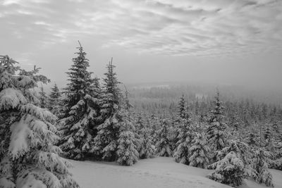 Pine trees on snow covered land against sky