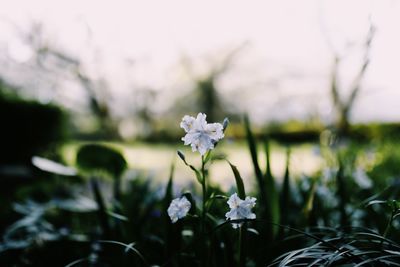 Close-up of white flowering plant on field