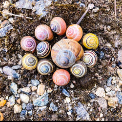 High angle view of snail on pebbles
