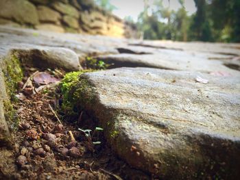 Close-up of surface level of ground