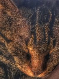 Full frame shot of cat