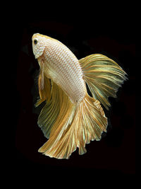 Close-up of fish swimming in sea