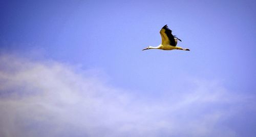 Low angle view of bird flying against sky