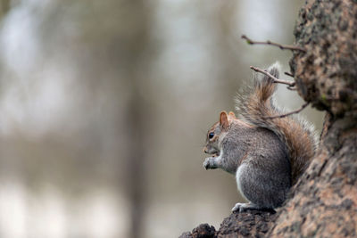 Grey squirrel in the forest, sciurus carolinensis